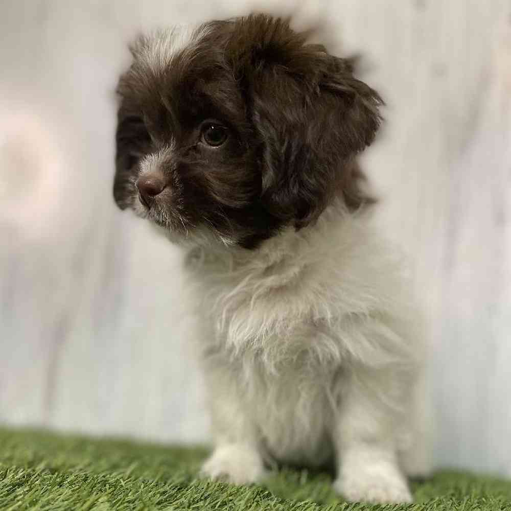 Male Shih-Poo Puppy for sale