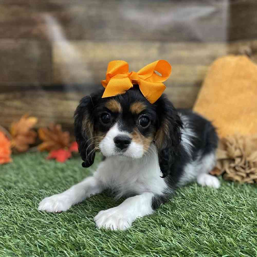 Female Cavalier King Charles Spaniel Puppy for Sale in Braintree, MA
