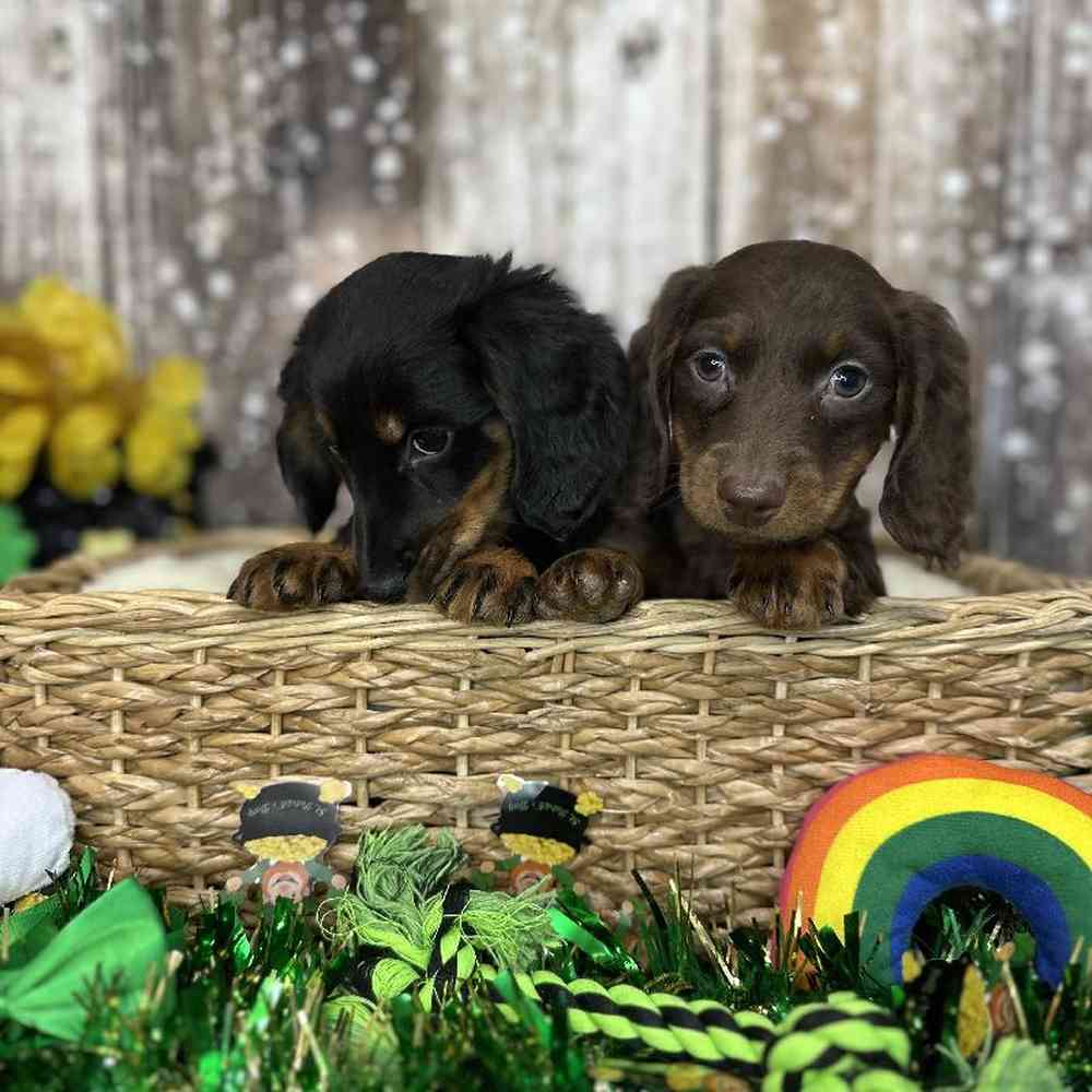 Male Dachshund Puppy for Sale in Saugus, MA