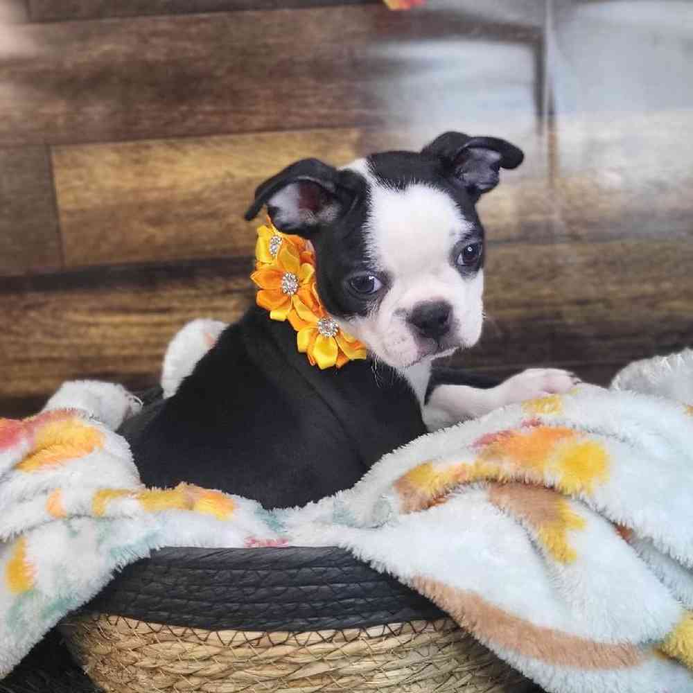 Female Boston Terrier Puppy for Sale in Saugus, MA