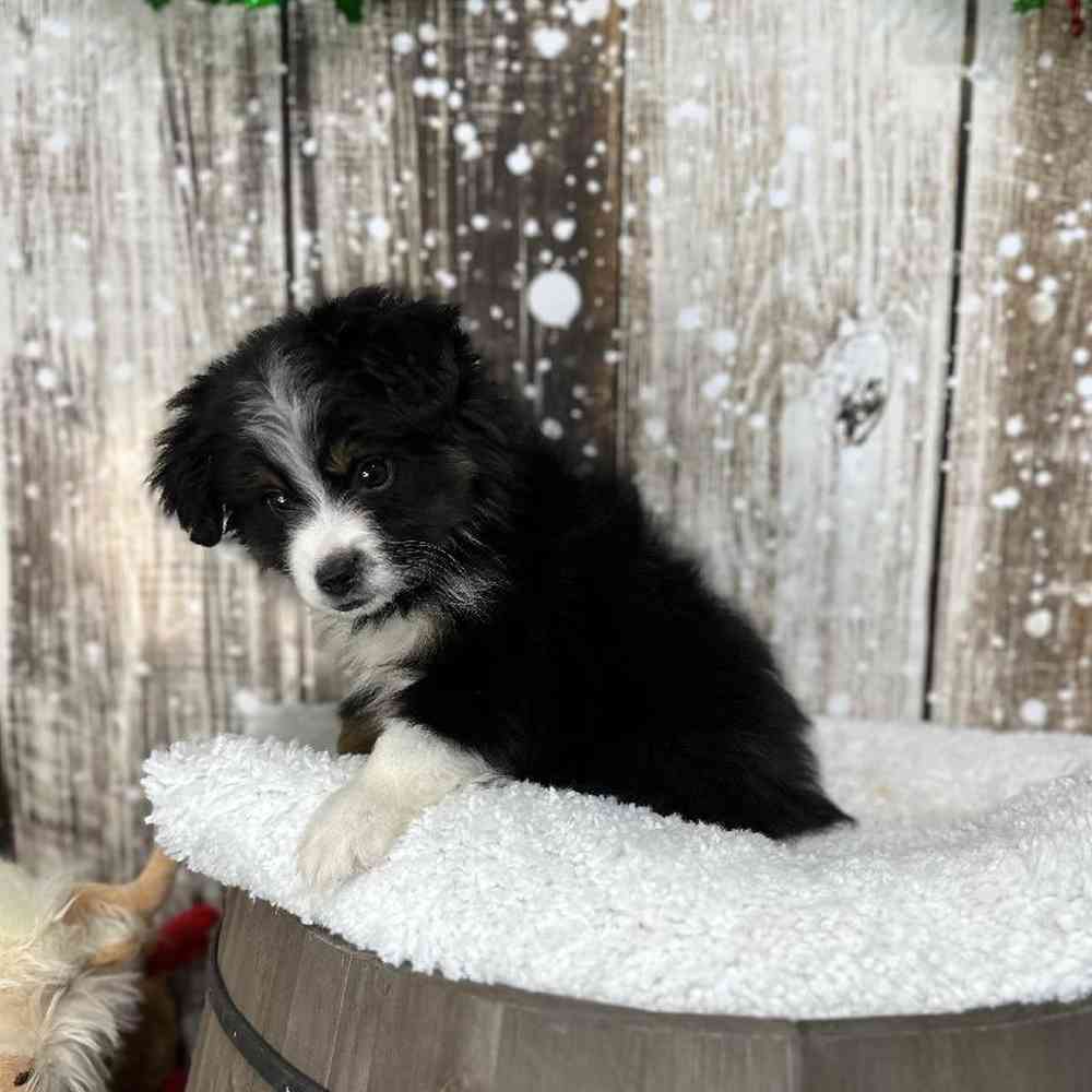 Male Miniature Australian Shepherd Puppy for Sale in Saugus, MA