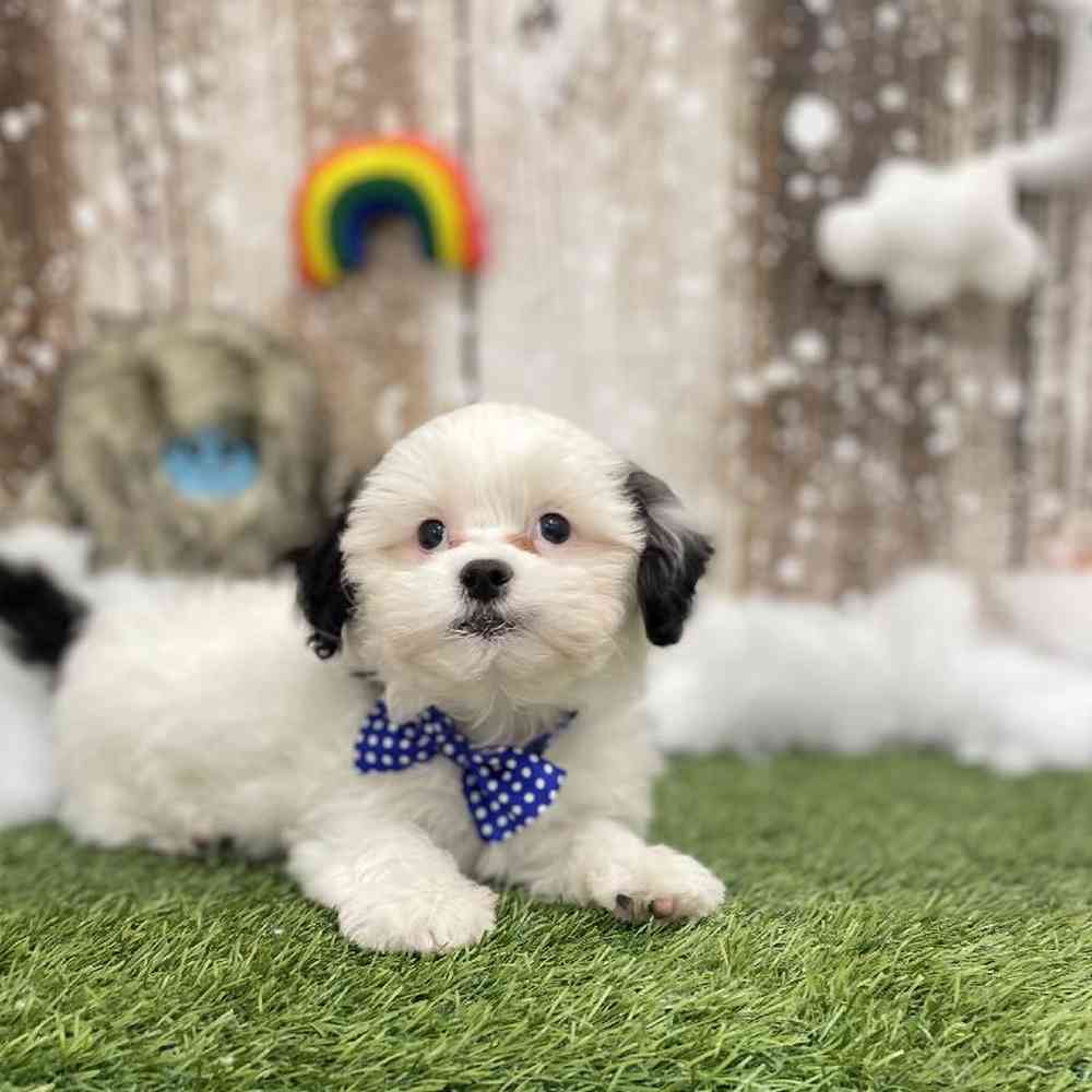 Male Shih-Poo Puppy for Sale in Braintree, MA