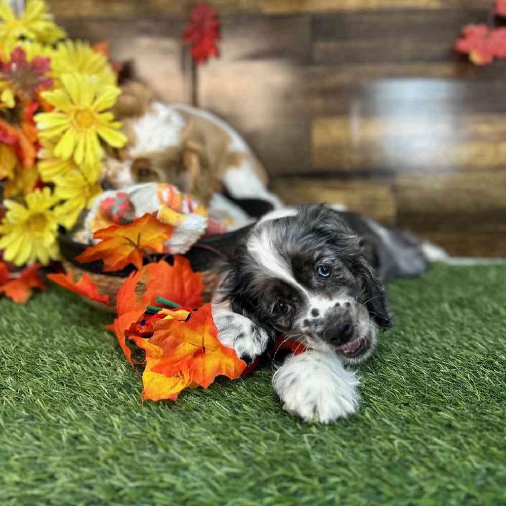 Male Cocker Spaniel Puppy for Sale in Saugus, MA