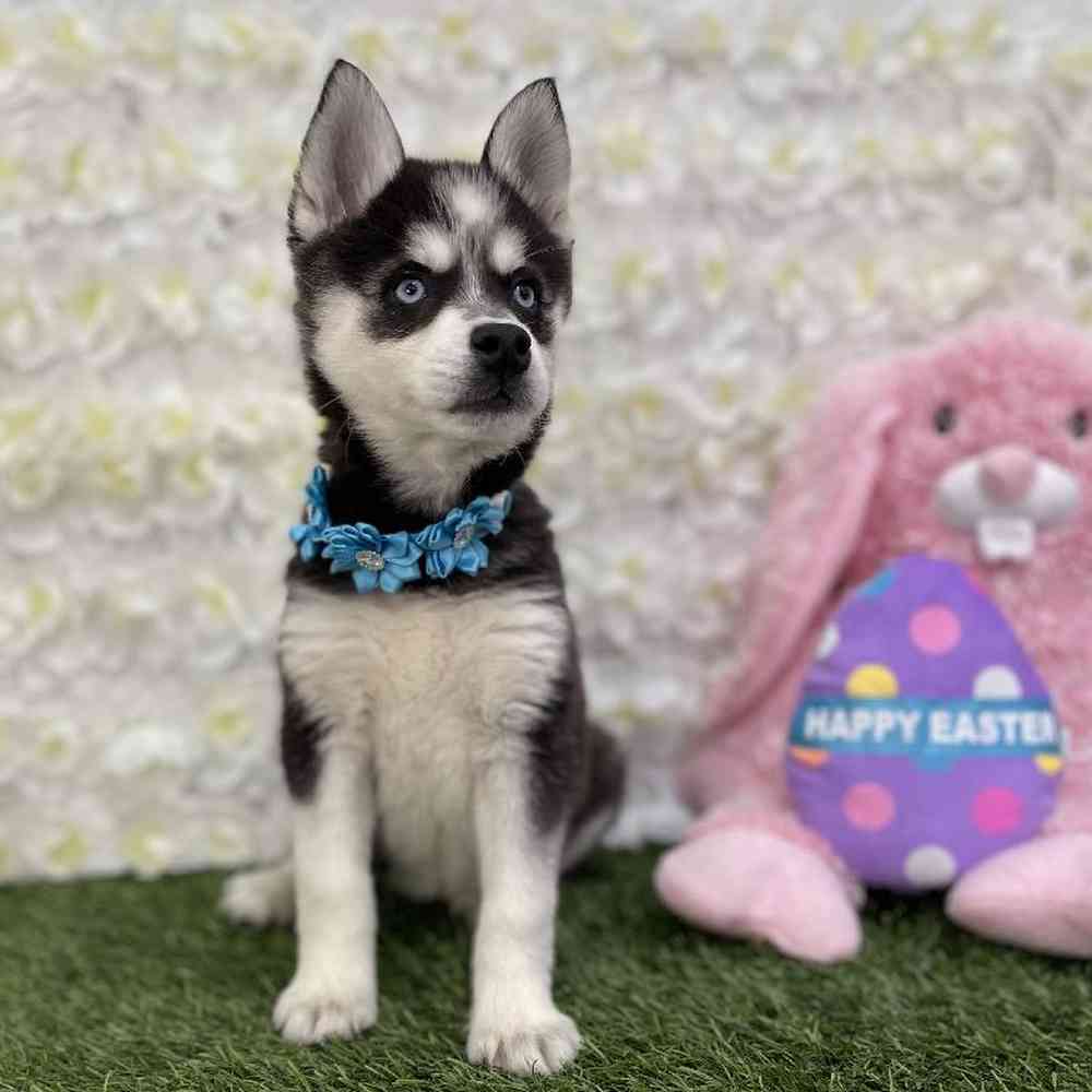 Female Alaskan Klee Kai Puppy for Sale in Braintree, MA