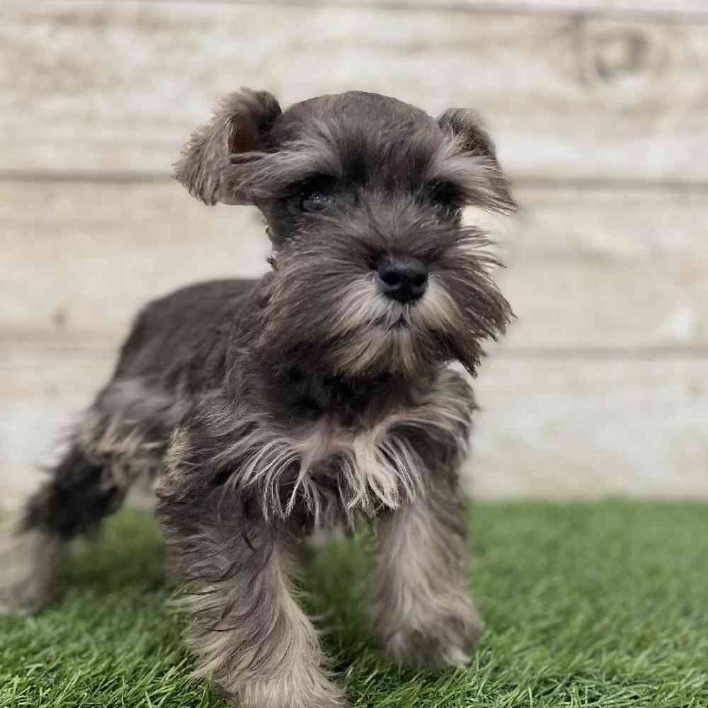 Female Miniature Schnauzer Puppy for Sale in Braintree, MA