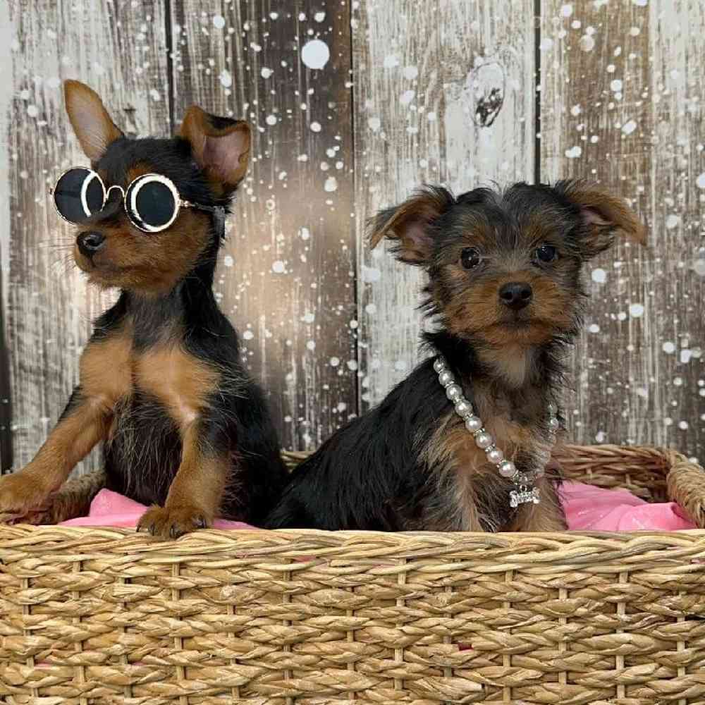 Male Yorkshire Terrier Puppy for Sale in Saugus, MA