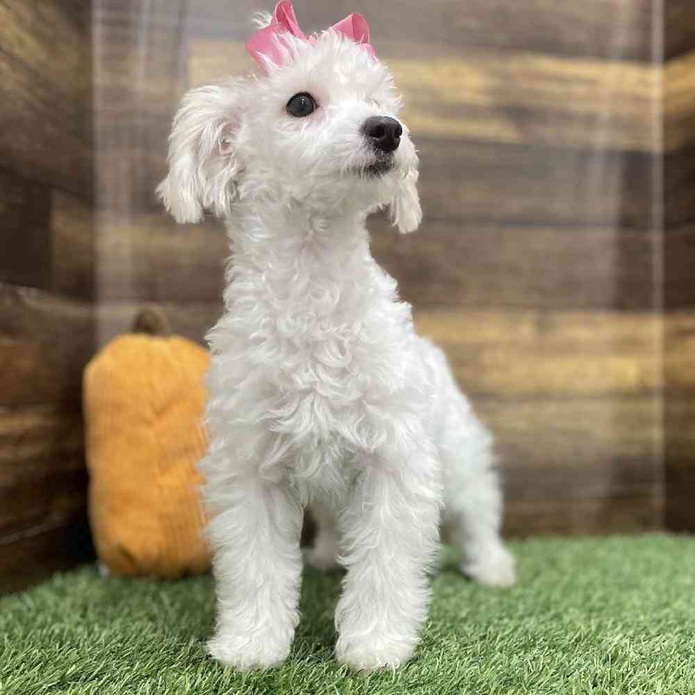Female Poodle Toy Puppy for Sale in Braintree, MA