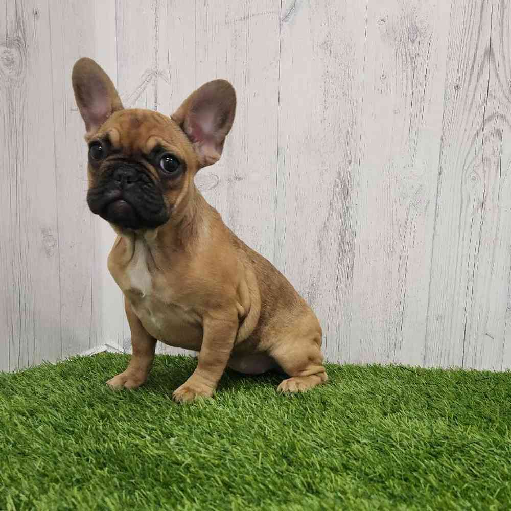 Female French Bulldog Puppy for Sale in Braintree, MA