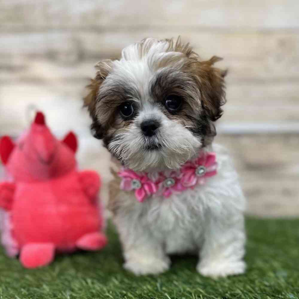 Female Teddy Bear (Zuchon) 2nd Gen Puppy for Sale in Saugus, MA
