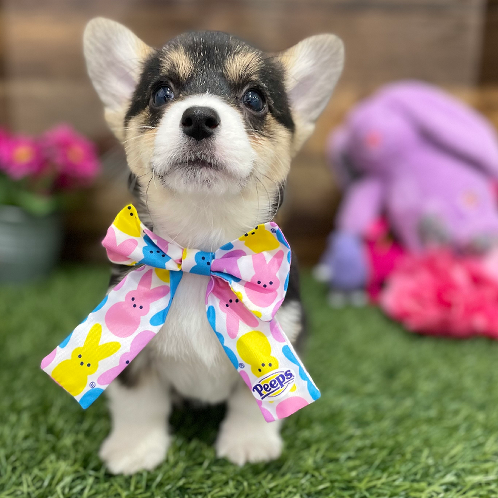 Female Pembroke Welsh Corgi Puppy for Sale in Braintree, MA