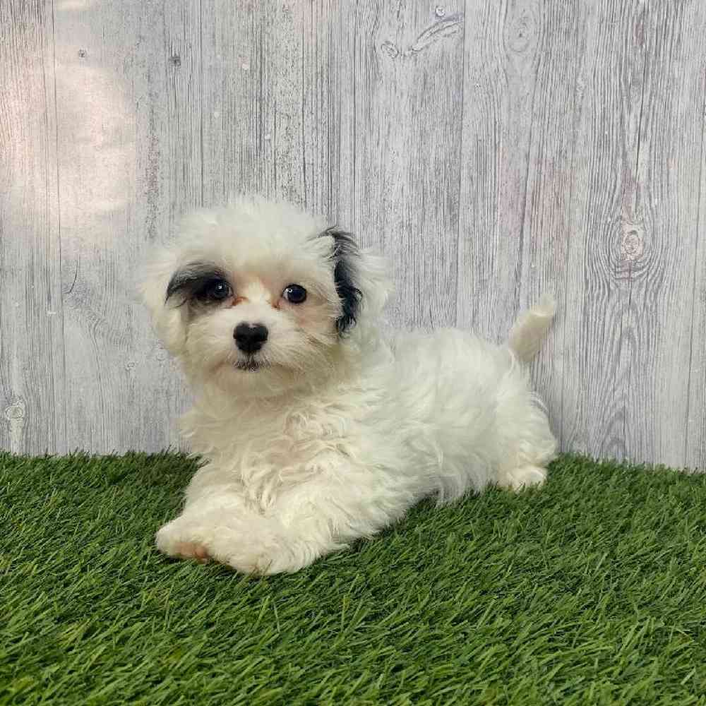 Male Lhasa-Poo Puppy for Sale in Saugus, MA