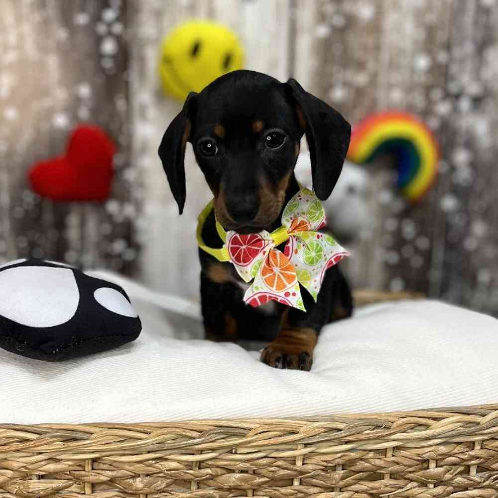 Female Dachshund Puppy for Sale in Saugus, MA