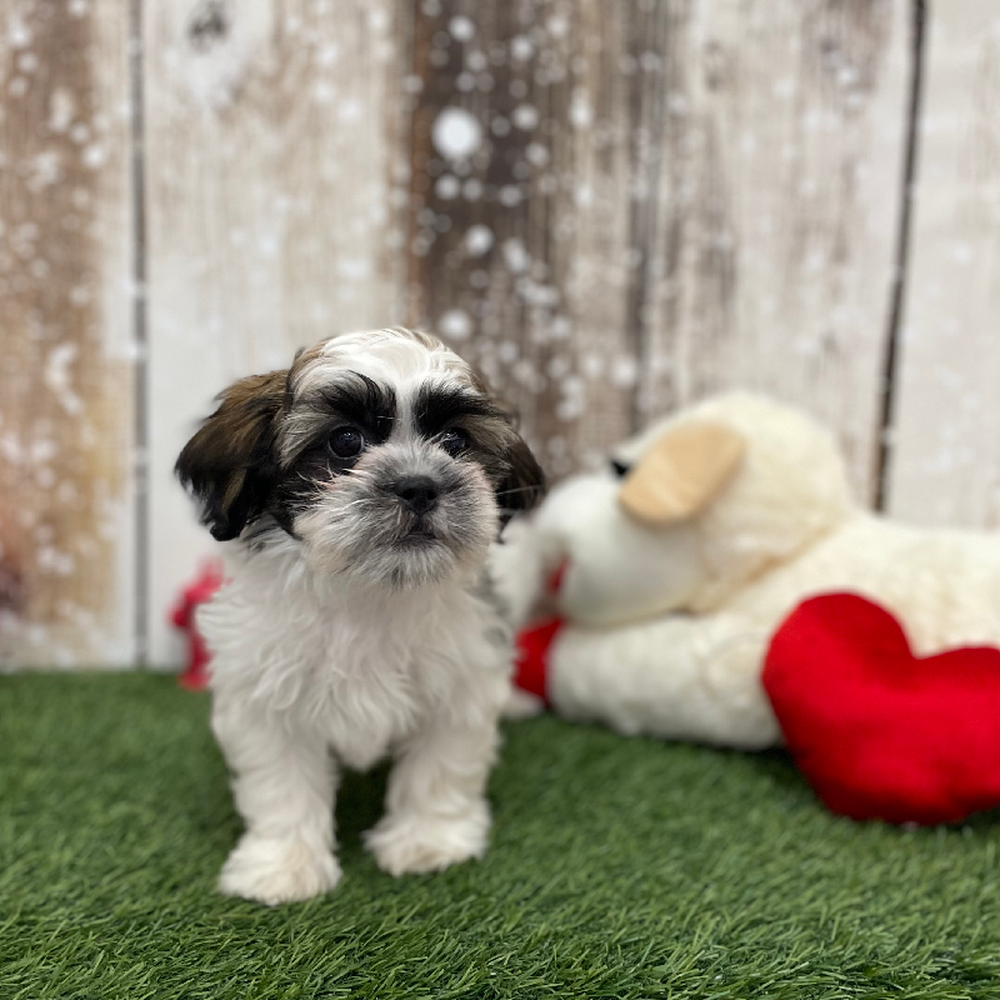 Male Teddy Bear (Zuchon) 2nd Gen Puppy for Sale in Braintree, MA