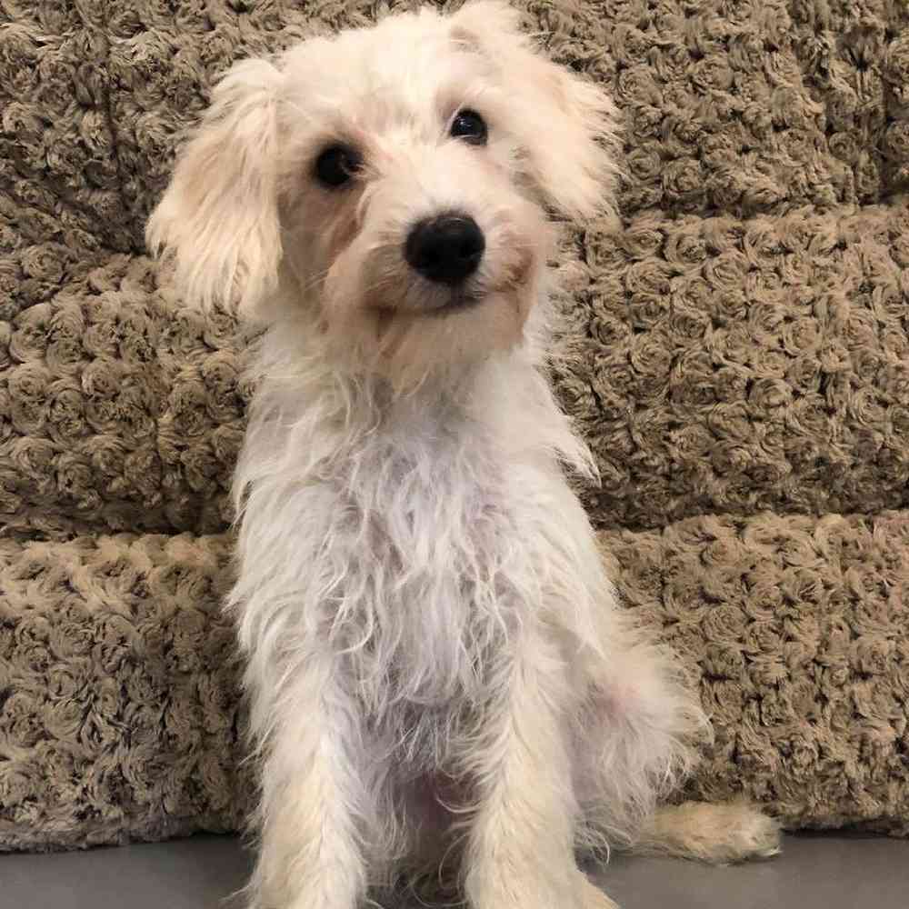 Male Schnoodle Puppy for sale