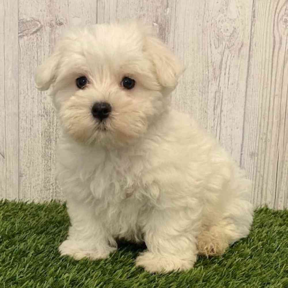 Male Maltese Puppy for sale