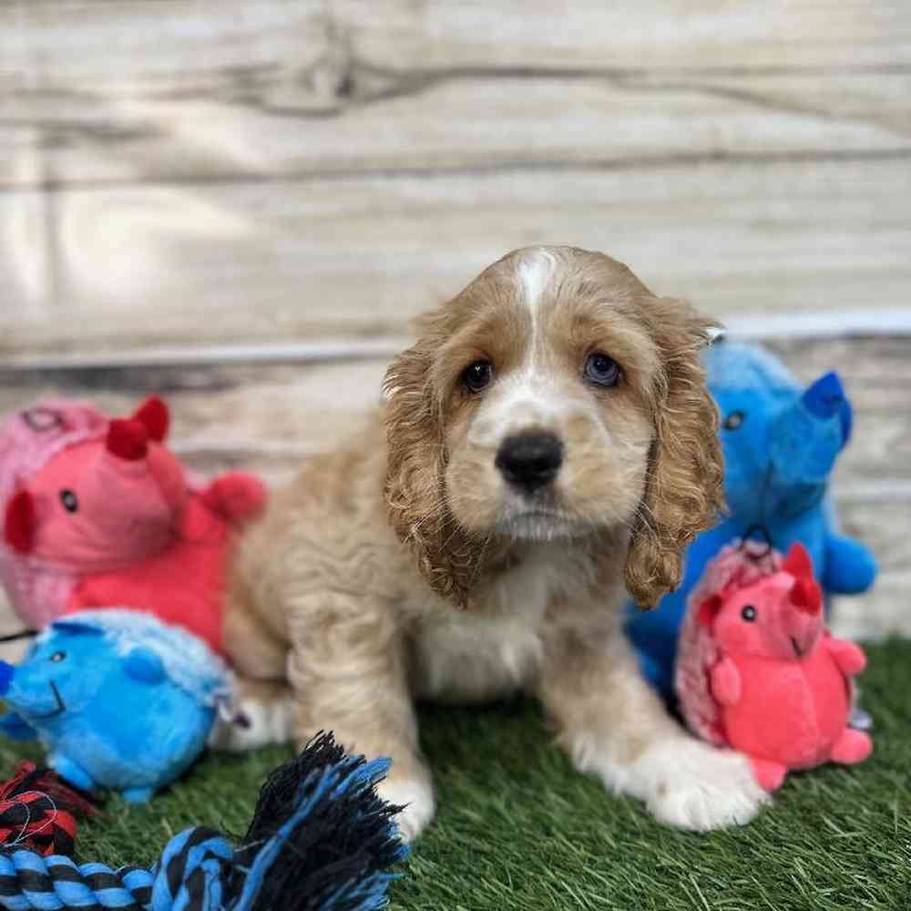 Male Cockalier Puppy for Sale in Saugus, MA