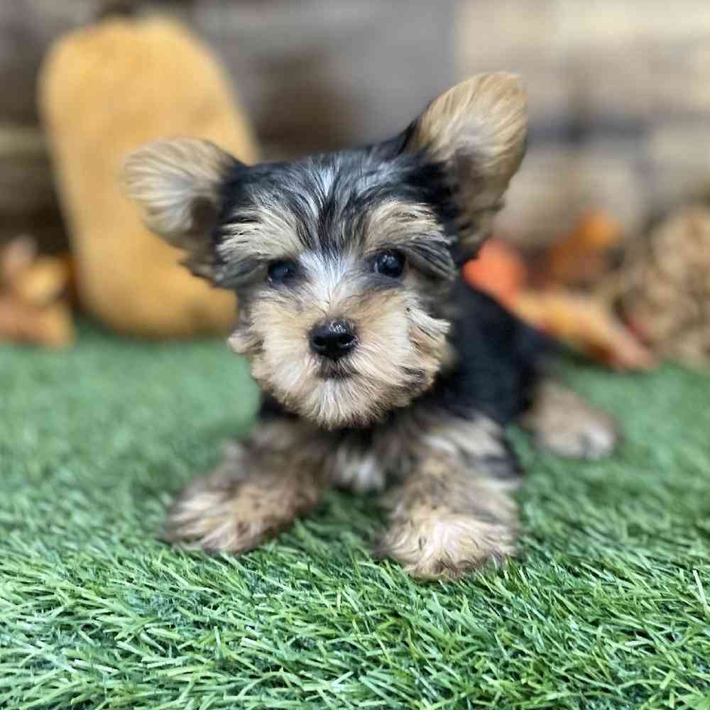 Male Yorkshire Terrier Puppy for Sale in Braintree, MA