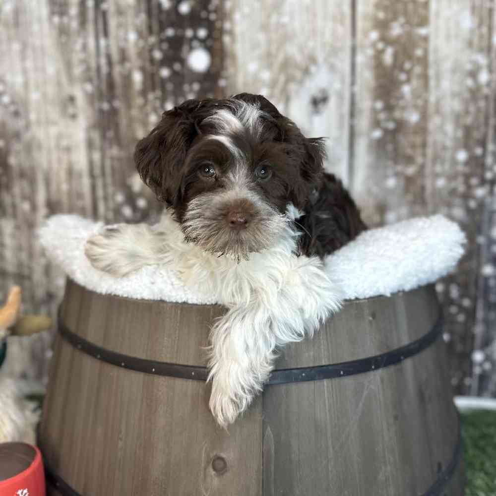 Male Havapoo Puppy for Sale in Saugus, MA
