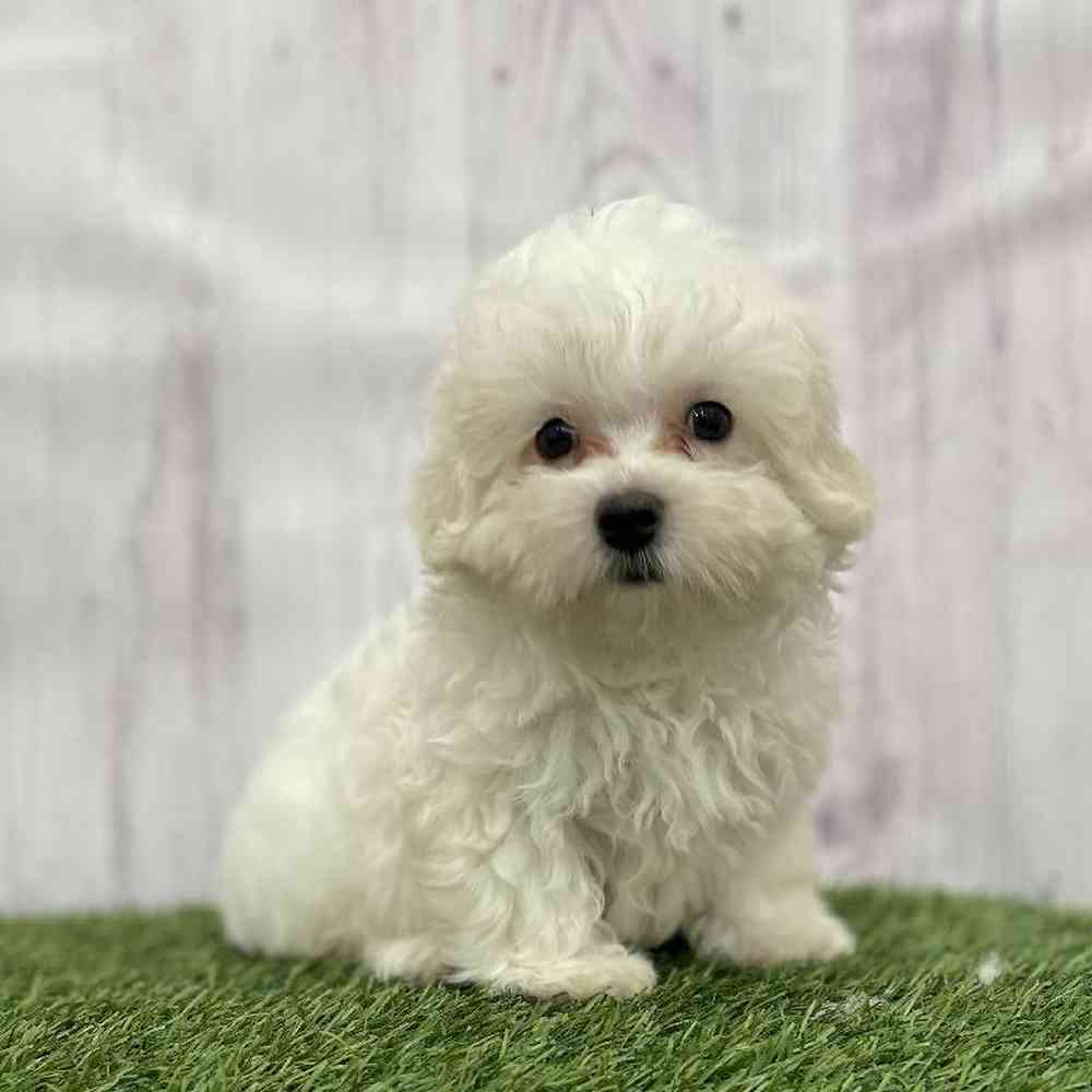 Male Malti-Poo Puppy for Sale in Braintree, MA