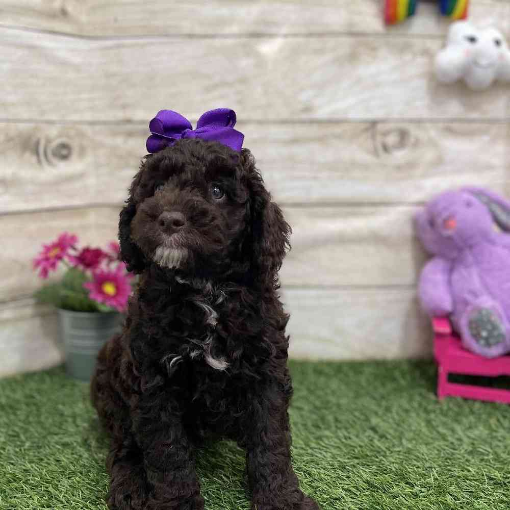Female Mini Labradoodle 2nd Gen Puppy for Sale in Braintree, MA