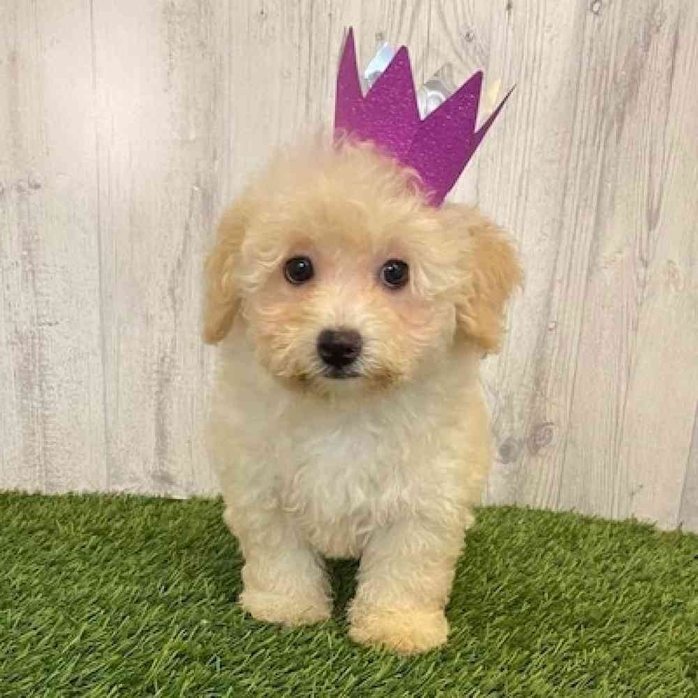 Female Bichon-Poodle Puppy for sale
