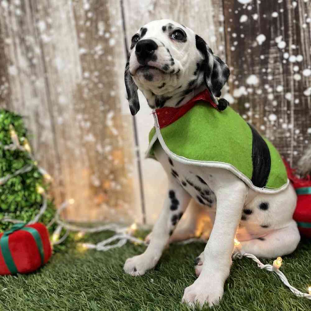 Male Dalmatian Puppy for Sale in Braintree, MA