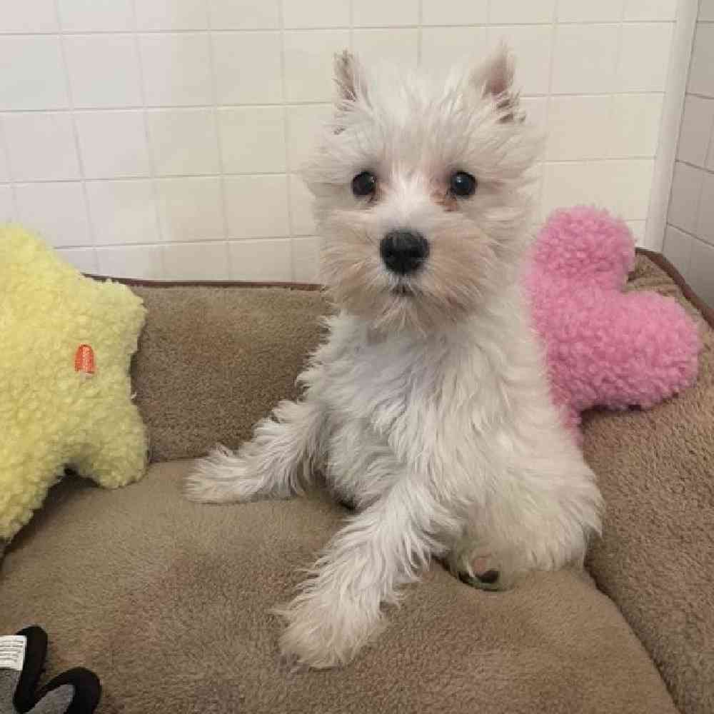 Male Miniature Schnauzer Puppy for sale