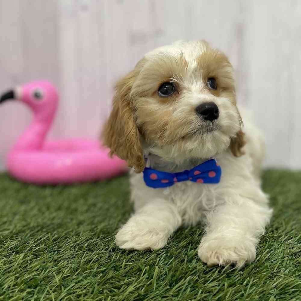 Male Cavachon Puppy for Sale in Braintree, MA