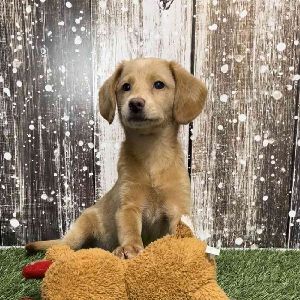 Female Mini Labradoodle 2nd Gen Puppy for Sale in Saugus, MA