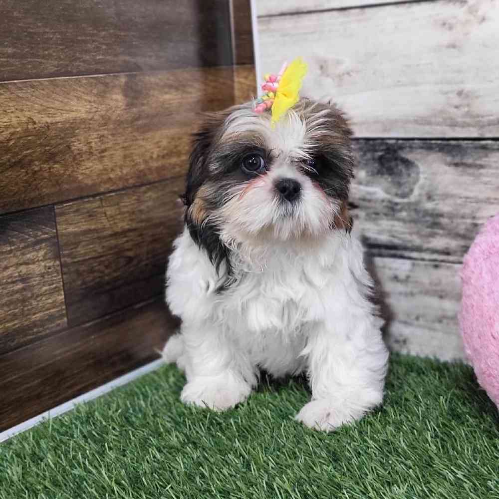 Female Shih-Apso Puppy for Sale in Saugus, MA