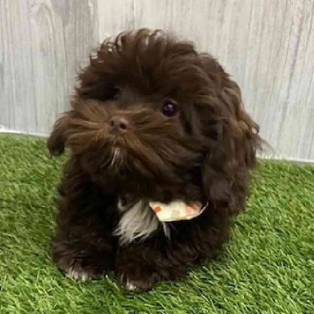 Male Shih-Poo Puppy for Sale in Braintree, MA