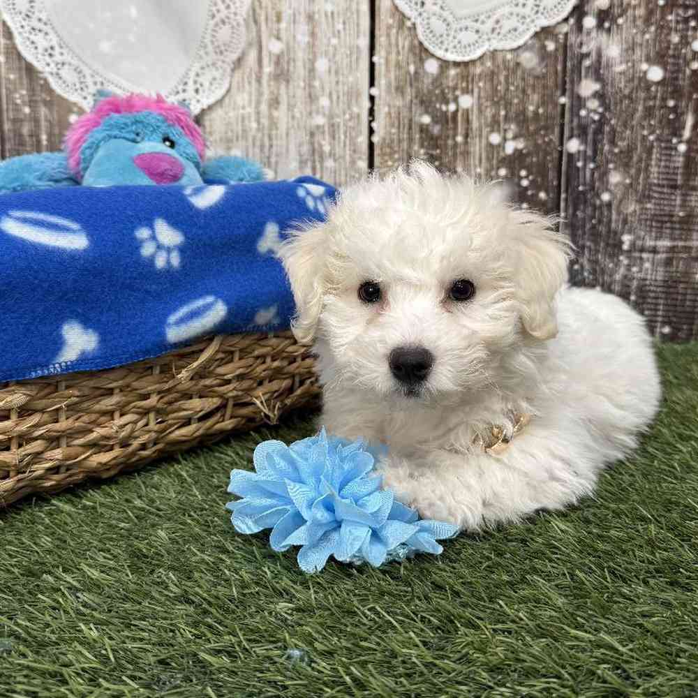 Male Bichon Frise Puppy for Sale in Saugus, MA