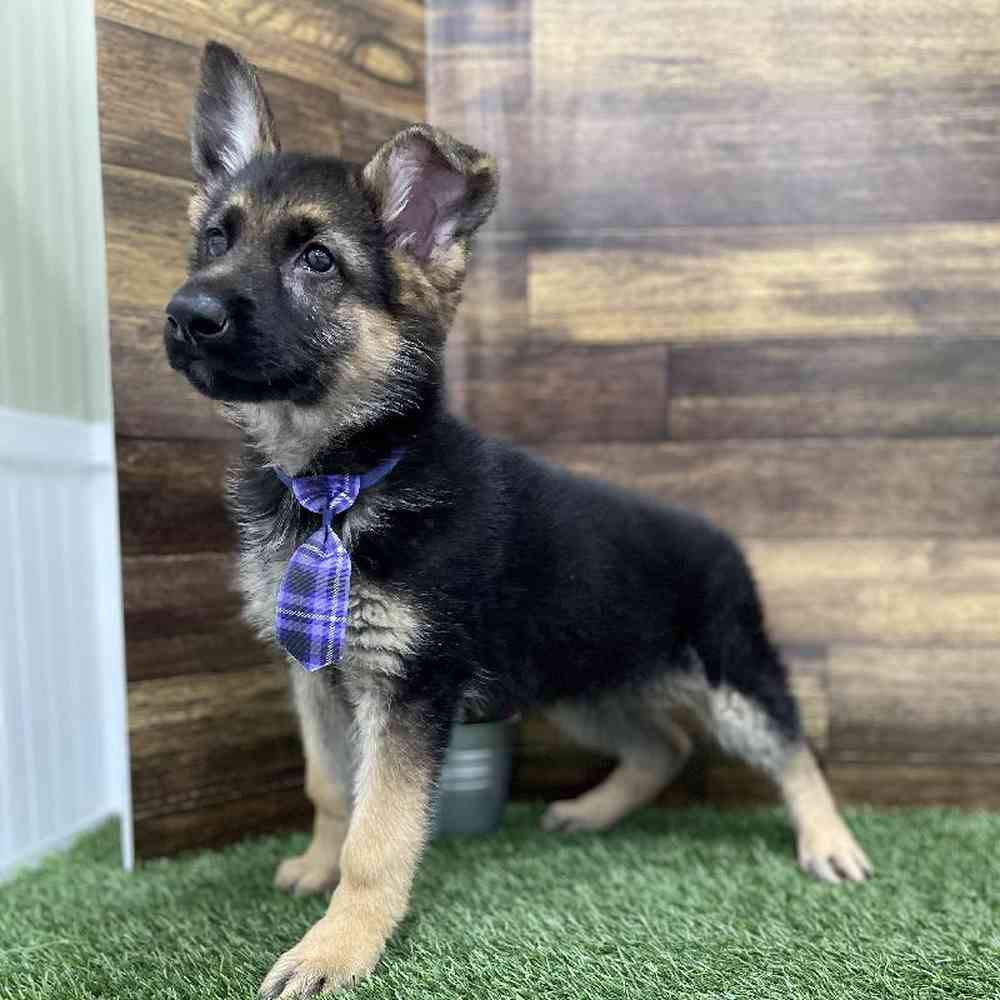 Male German Shepherd Dog Puppy for Sale in Braintree, MA