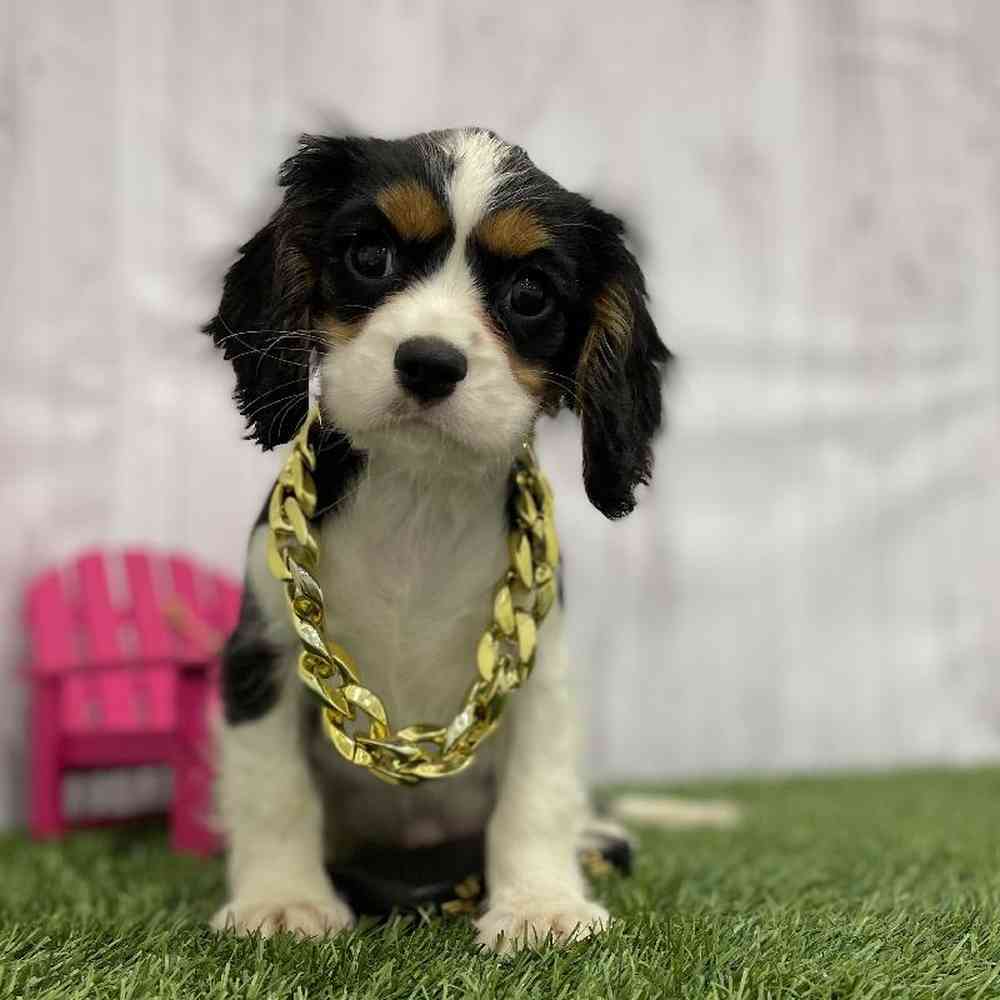 Male Cavalier King Charles Spaniel Puppy for Sale in Braintree, MA