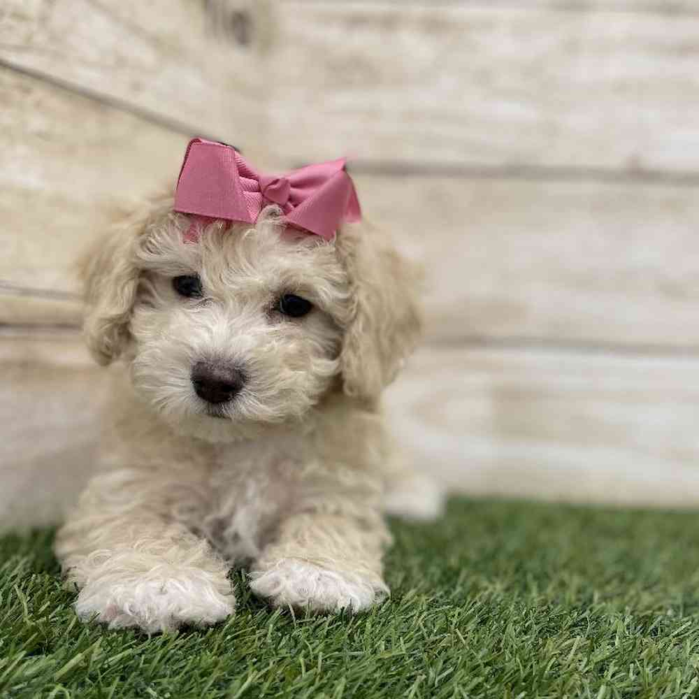 Female Cavachon Puppy for Sale in Braintree, MA