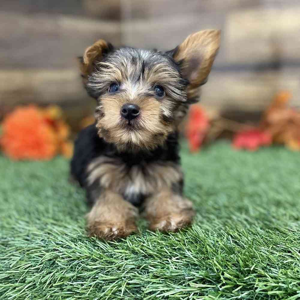 Male Yorkshire Terrier Puppy for Sale in Braintree, MA
