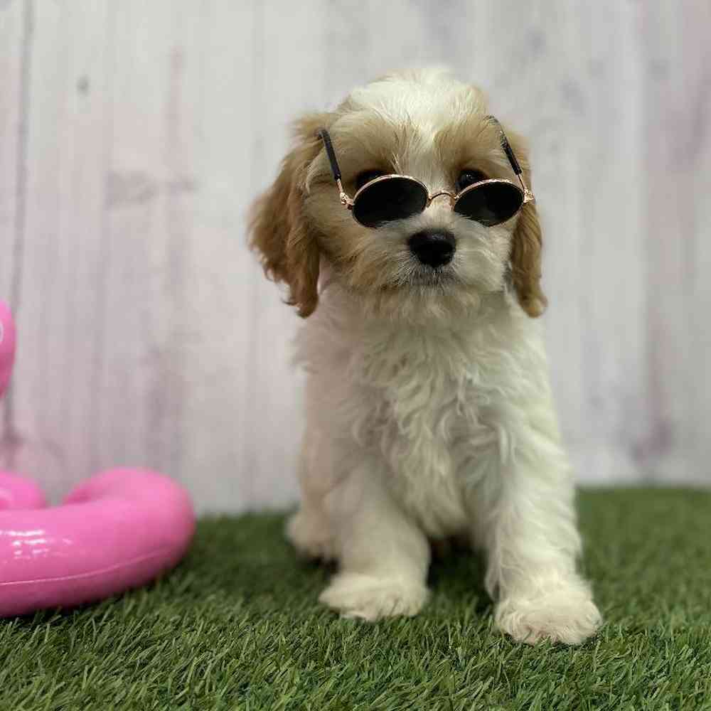 Male Cavachon Puppy for Sale in Braintree, MA