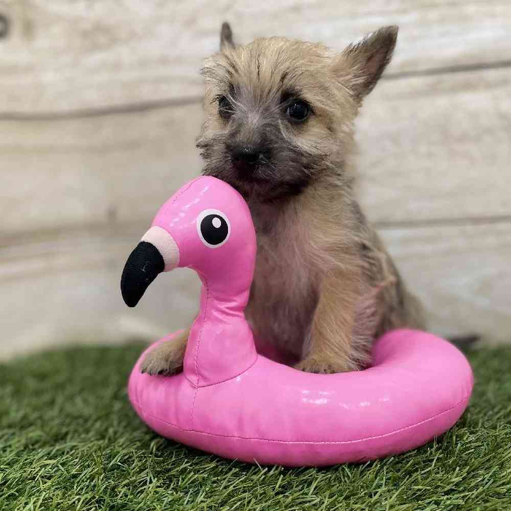Female Cairn Terrier Puppy for Sale in Braintree, MA