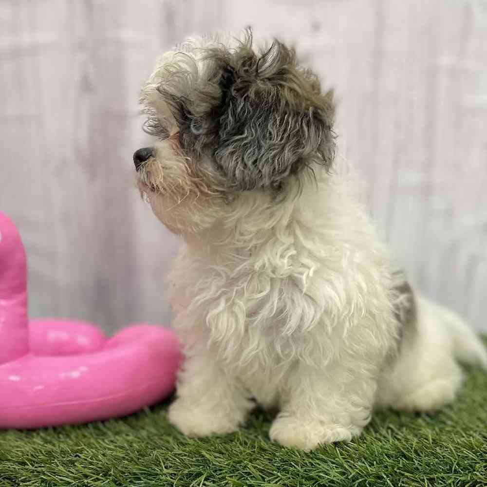 Female Shih-Poo Puppy for Sale in Braintree, MA
