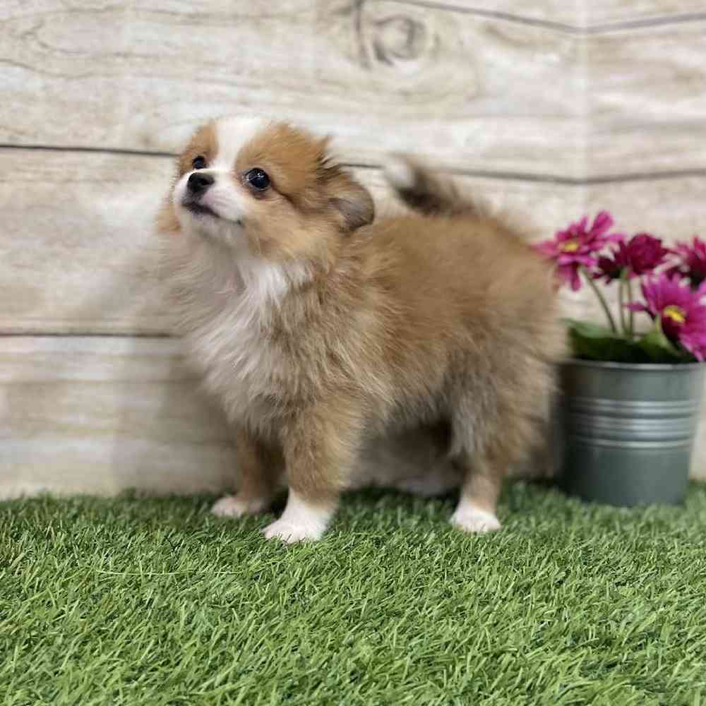 Female Aussie Pom Puppy for Sale in Braintree, MA