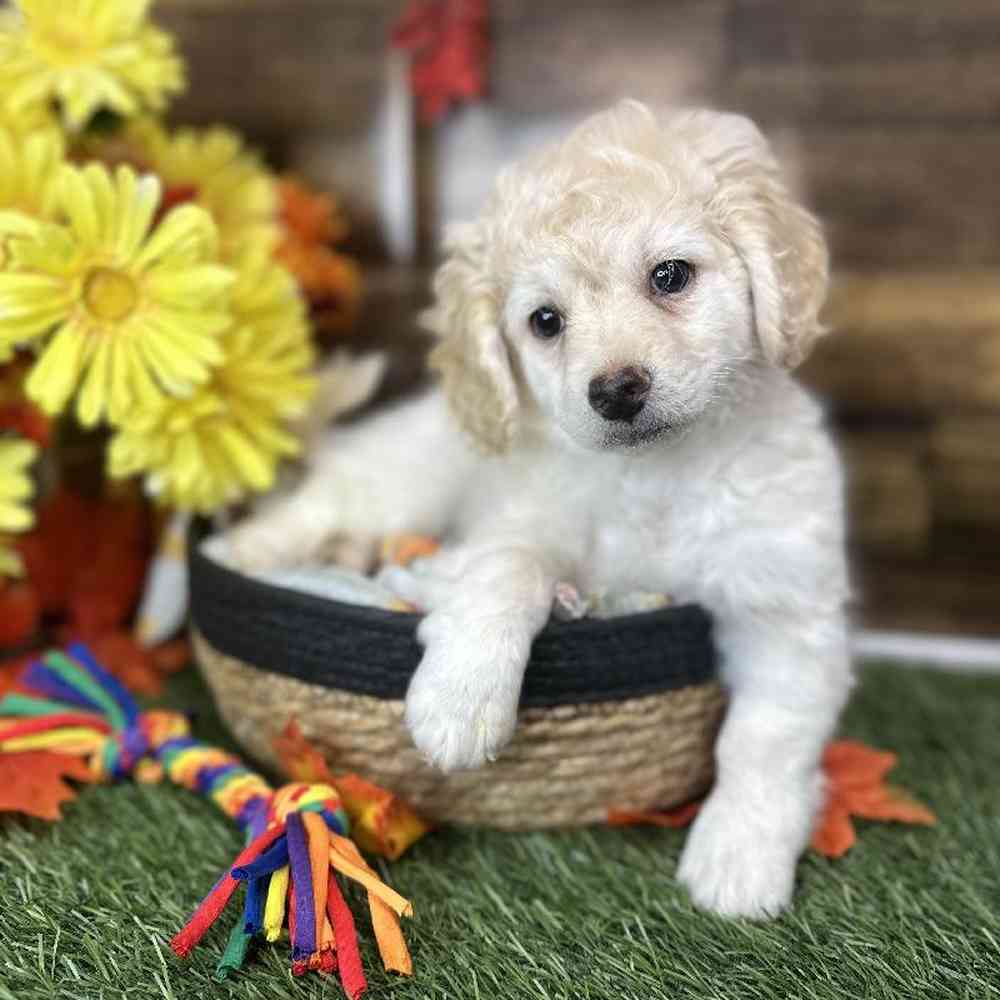 Male Cockapoo 2nd Gen Puppy for Sale in Saugus, MA