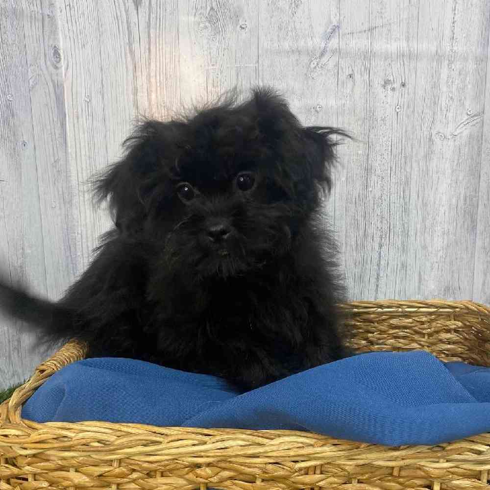 Male Peke A Poo Puppy for Sale in Saugus, MA