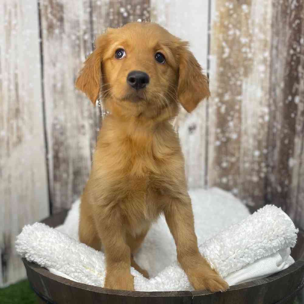 Female Golden Retriever Puppy for Sale in Saugus, MA