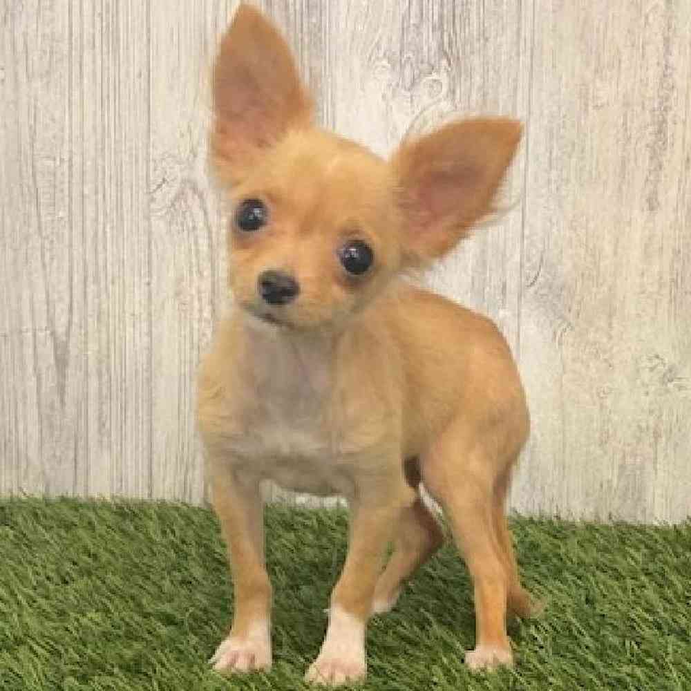 Male Chihuahua Puppy for sale