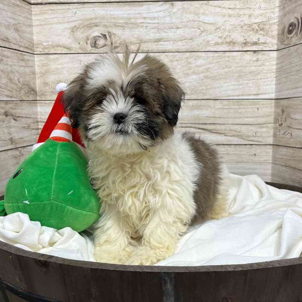Male Lhasa Apso Puppy for Sale in Saugus, MA