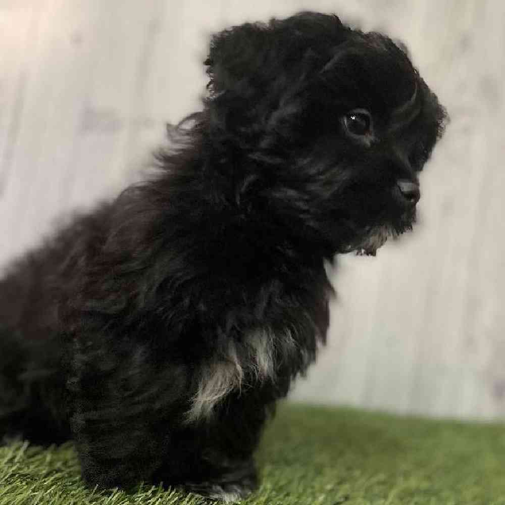 Male Shih-Poo Puppy for sale