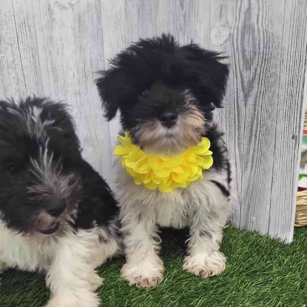 Female Miniature Schnauzer Puppy for Sale in Saugus, MA