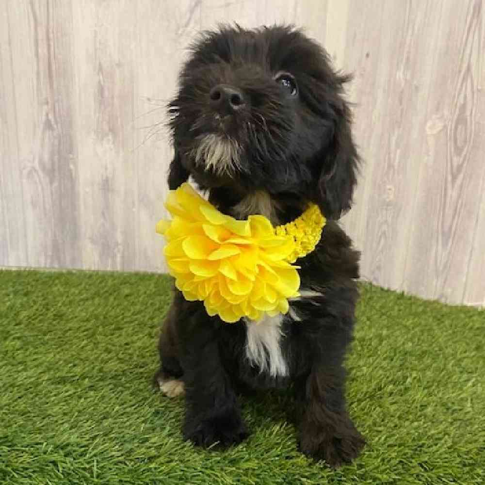 Female Mini Whoodle Puppy for sale