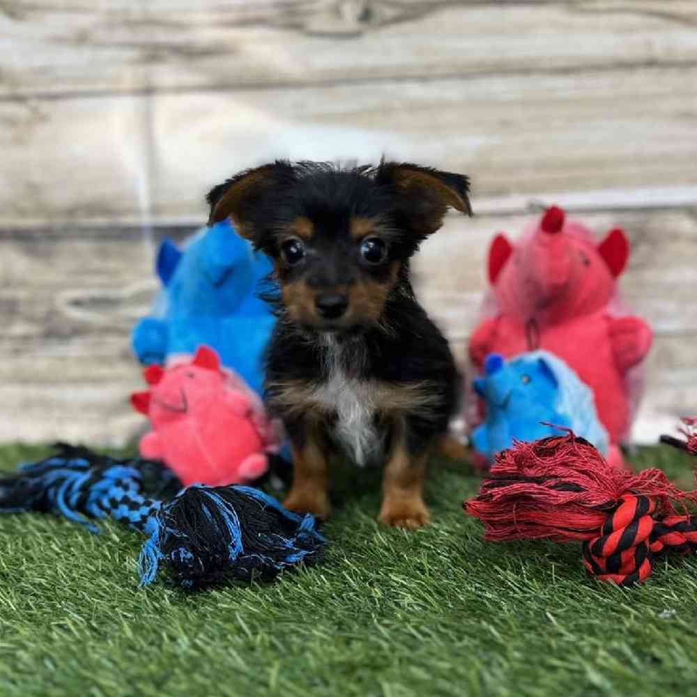 Male Chorkie Puppy for Sale in Saugus, MA