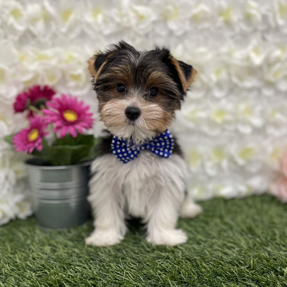 Male Yorkshire Terrier Puppy for Sale in Braintree, MA